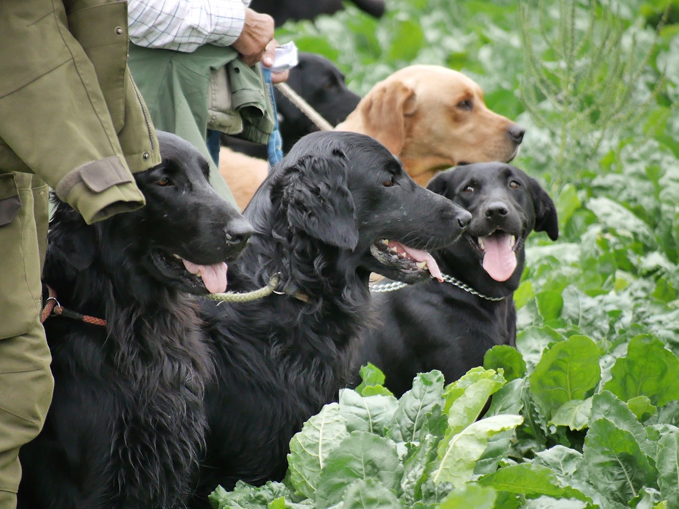 golden retriever club uk northern golden retriever club uk dogs in our photo golden retriever club uk northern golden retriever club uk dogs in our photo